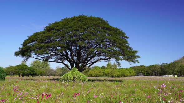 panning shot of giant rain tree with cosmos flowers field