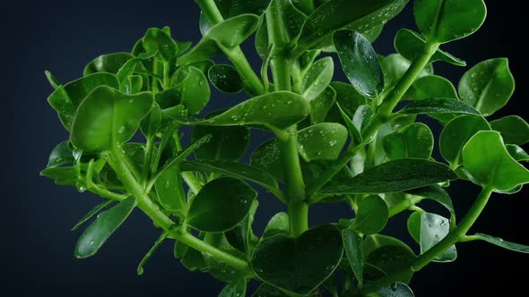 Passing Watered Plant Closeup Shot alt
