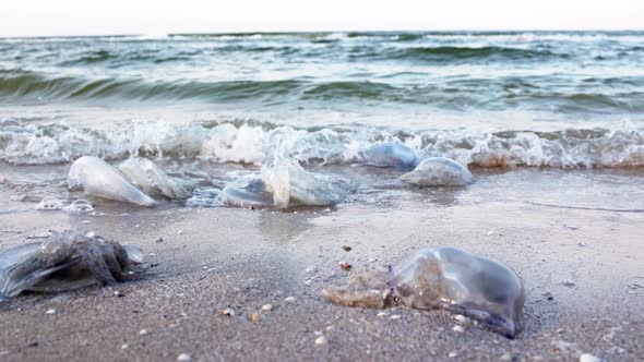 Dead Jellyfish Lie on a Sandy Shore Signed By Water on the Sea of Azov alt