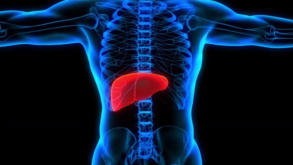 liver disease symptoms liver failure 3d anatomy x-ray ultrasound alt