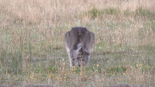 front view of a kangaroo and joey grazing on grass at kosciuszko alt