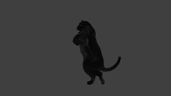 Panther Dancing HD alt