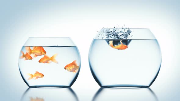 Goldfish Jumps into Another Fishbowl