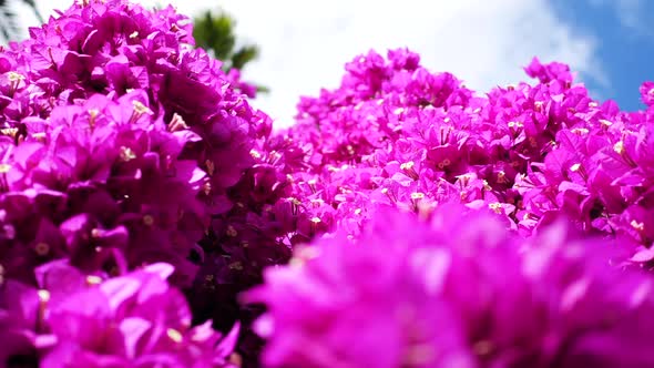 Purple Tree Flowers