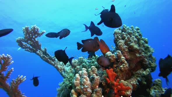 Tropical Sea Marine alt