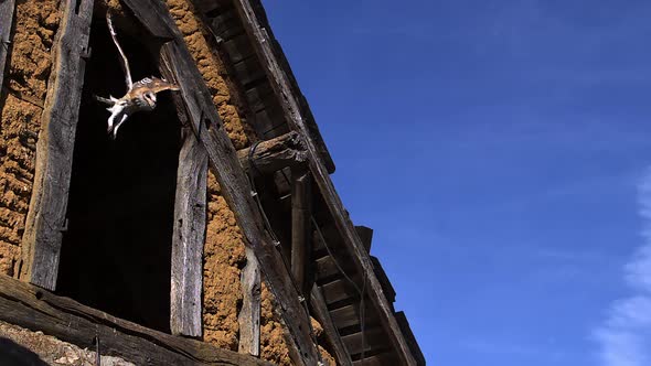 700021 Barn Owl tyto alba Taking off from barn, Slow motion alt