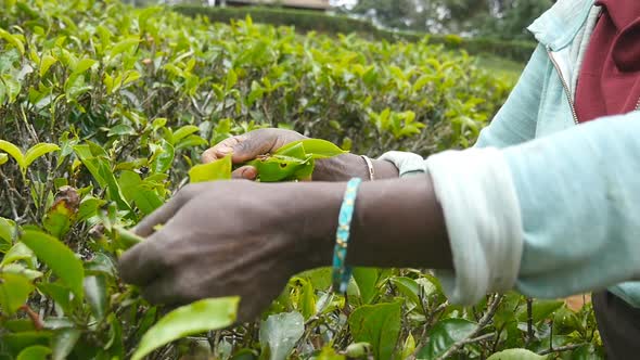 Arms of Woman Harvests Tea From Green Bushes at Farm. Female Hands of Local Worker Picks Fresh alt