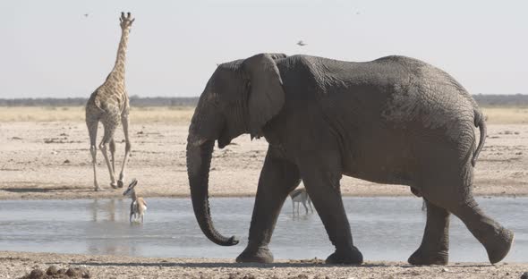 Majestic African Elephant Walking