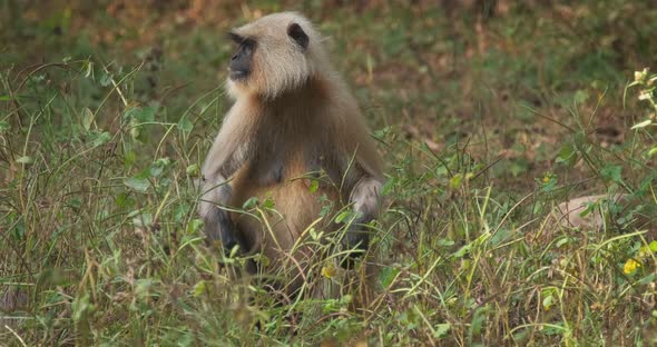 Indian Common Gray Langur or Hanuman Langur Monkey Eating in Ranthambore National Park, Rajasthan alt