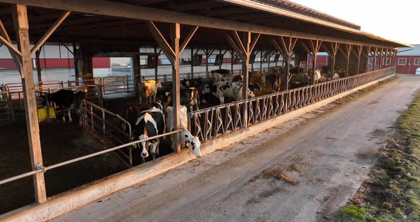 Holstein cows in barn. American cattle and rural agriculture in USA theme. Rising pullback reveal ae alt