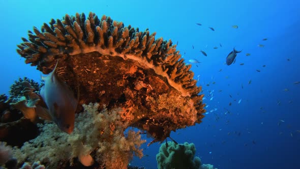 Soft-Hard Corals Colourful Fish alt