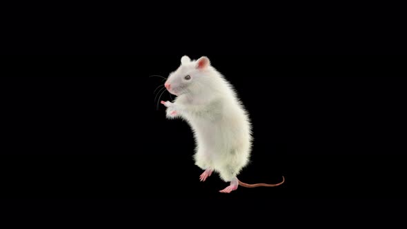 Rat Dancing alt