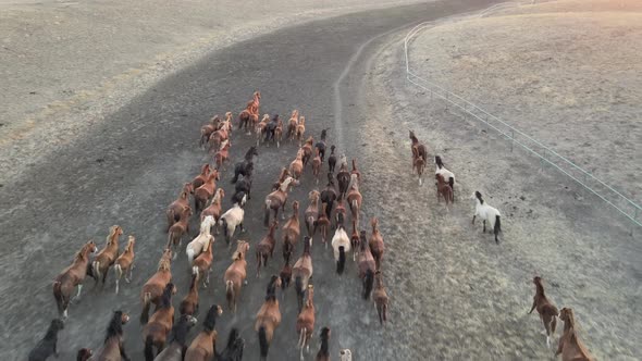 Wild Horses Running alt