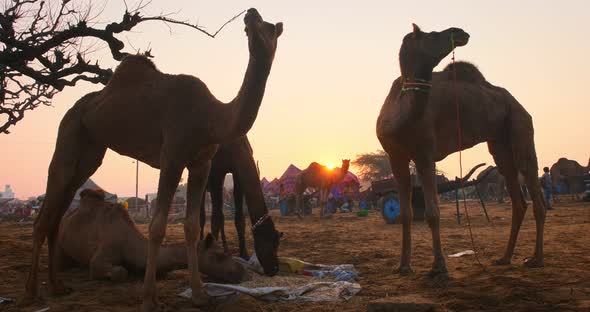Camels at Pushkar Mela Camel Fair Festival in Field Eating Chewing at Sunrise. Pushkar, Rajasthan alt