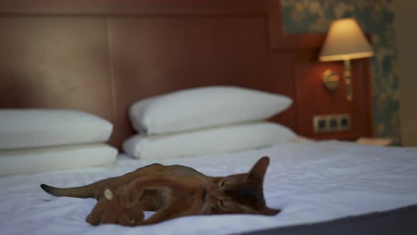Cute Abyssinian Cat Playing with a Mouse and a Piece of Paper alt