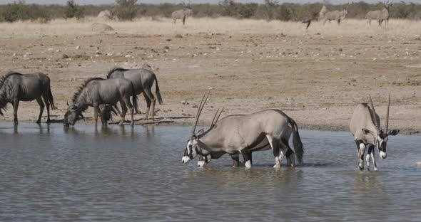 Oryx in Water and Kudu Approaching