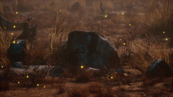Dry Landscape with Grass Stones and Fireflies alt