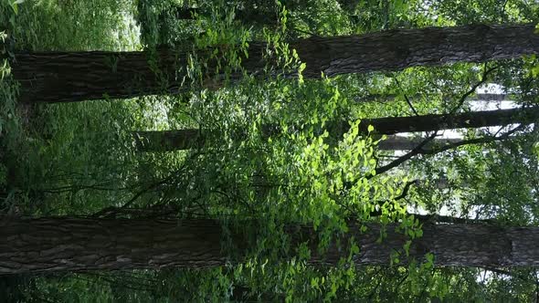 Vertical Video Aerial View Inside a Green Forest with Trees in Summer alt