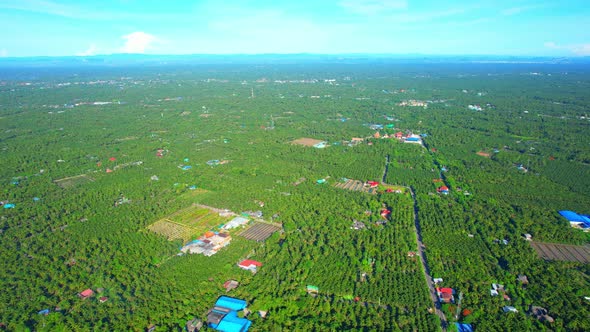 Aerial view of agriculture in coconut grove for cultivation alt