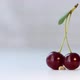 Little Worm and Cherry. - VideoHive Item for Sale