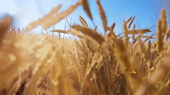 Close Up of Golden Wheat Field Against the Blue Sky in the Field Moving Camera Cinematic Shot