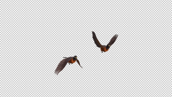 American Robins - 2 Birds Flying Over Screen - I - Alpha Channel