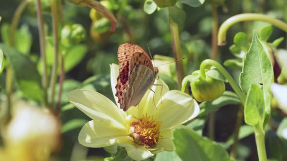Butterflies and Bees on Meadow Flowers Swaying Beautifully in the Wind alt