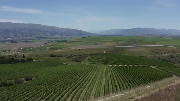Moody drone drifts along a lush vineyard of Pinot Noir in Central Otago alt