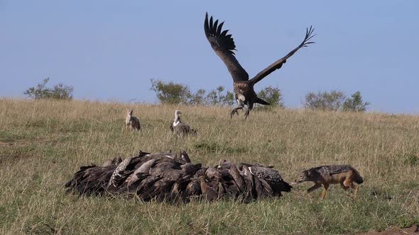 African White Backed Vulture, gyps africanus, Ruppell's Vulture, gyps rueppelli alt