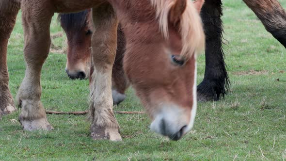 Horse with blond horsehair, brown and white fur grazing on the meadow, surrounded by other free wild alt