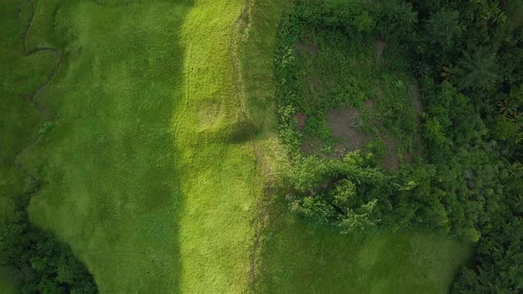 Aerial View. Flight Over a Green Grassy Hills.