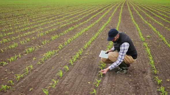 Farmer Uses Tablet To Inspect Young Green Corn Plants