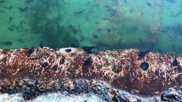 Tadpoles, amphibian larvae, especially frogs alt