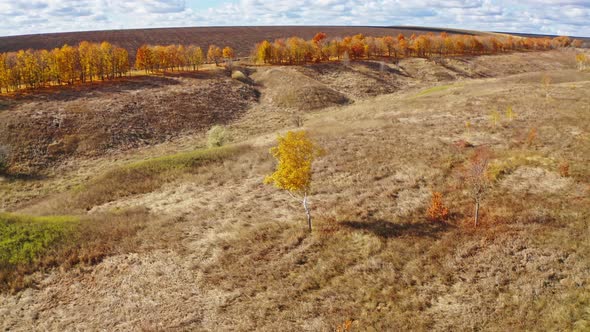 Aerial Photography Agro Village Tree Birch In The Wind