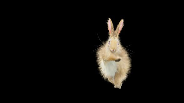 Rabbit Dancing HD alt