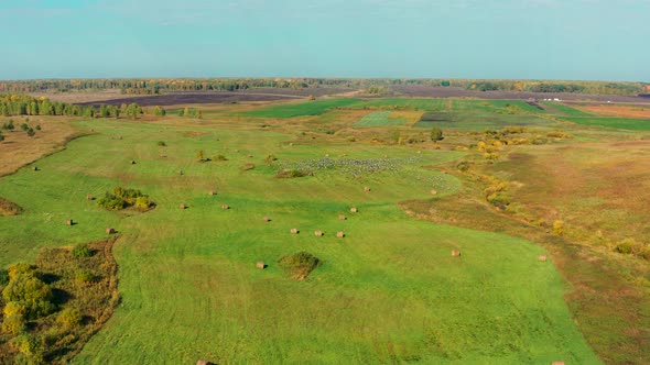 Aerial View of a Flock of Birds Flying Over a Field in Sunny Summer Weather alt