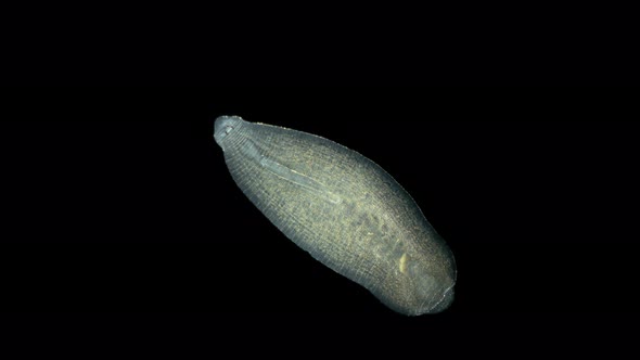 Leech Family Glossiphoniidae Under a Microscope Order Rhynchobdellida alt