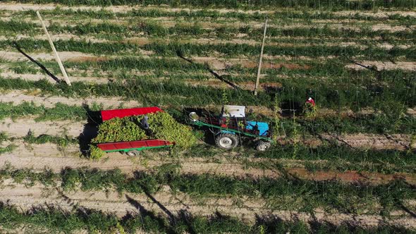 Workers Harvest Hops in a Tractor alt