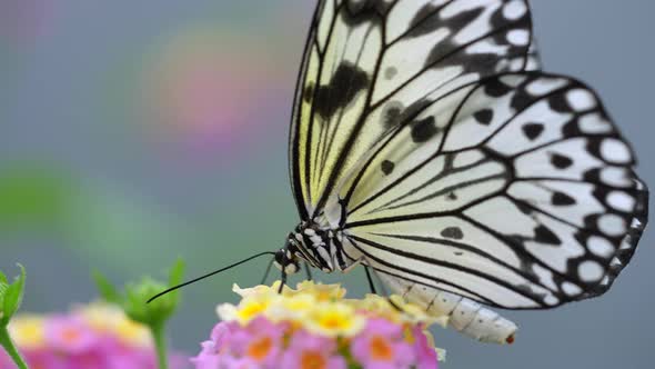 Pretty black white butterfly collecting pollen of colorful blooming flower in spring - macro view alt