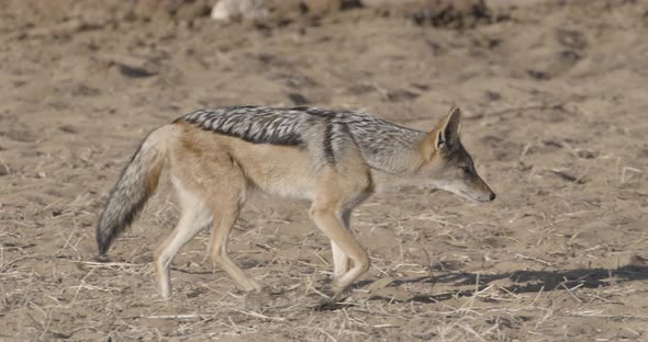 Jackal Walking Around