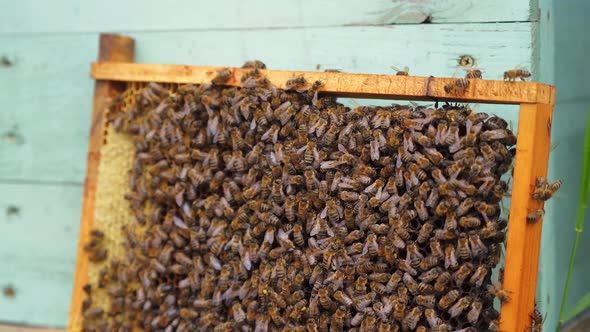 Wooden frame with many bees on it. Working bees produce honey. Frame stands near hive. alt