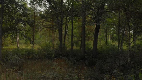 Moving backwards revealing a beautiful forest with green fields and high grass. alt