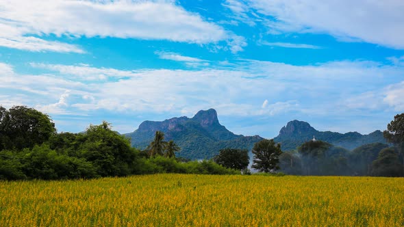 Time-lapse of Sunhemp or Crotalaria juncea flower field with Khao Jeen Lae mountain alt