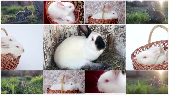 A Lot of Rabbits alt