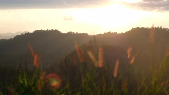 Grass flower and a beautiful mountain views before sunset