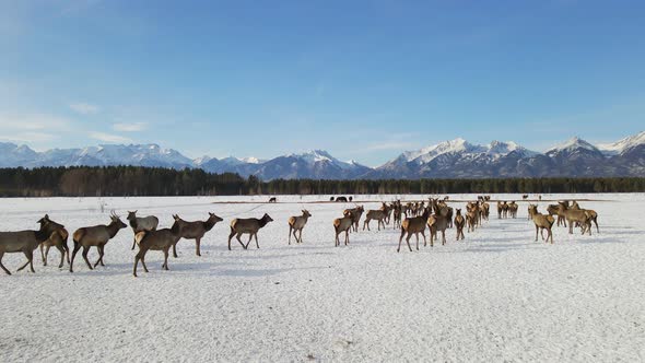 Herd of Elks Cervus Elaphus Sibiricus Grazing in Winter with Mountains at Background alt