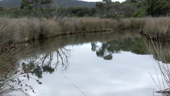 Coastal Tussock Grassland along an Australian waterway or river. PAN UP SHOT alt