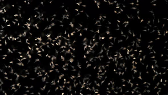 Movement of the Colony Nauplios Artemia Salina in the Water alt