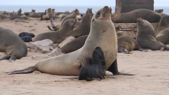 Mother sea lion and her pup at Cape Cross Seal Reserve alt