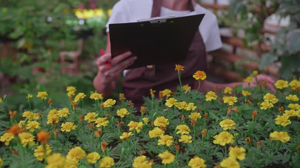 The Girl Inspector in the Apron Checks and Counts the Flowers in the Greenhouse Keeps Their Records